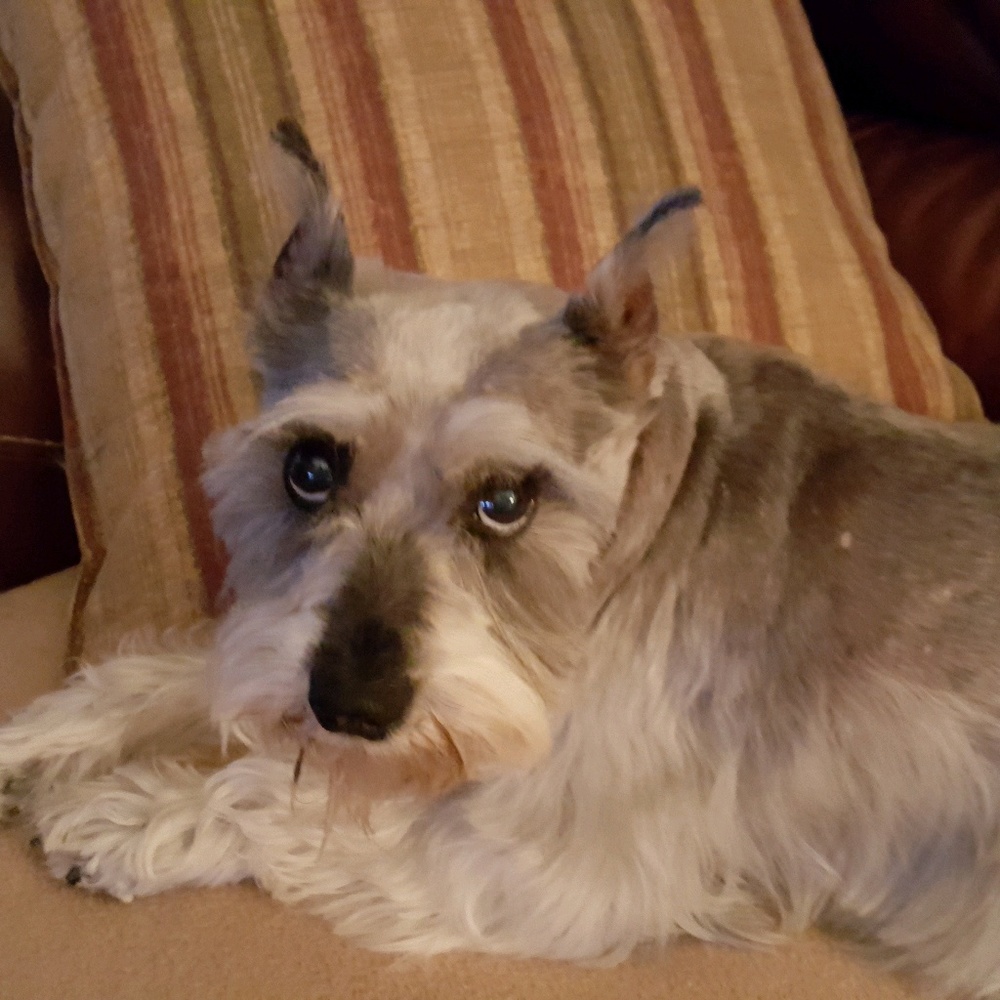 Meet your Posher, Anne